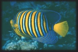 Striped Fish